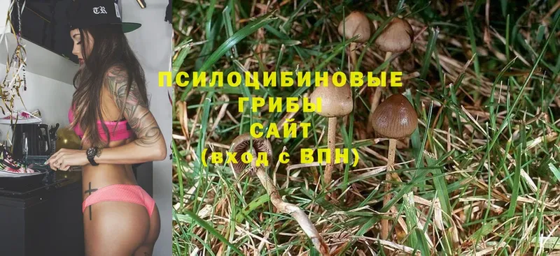 Галлюциногенные грибы Cubensis  Северодвинск 